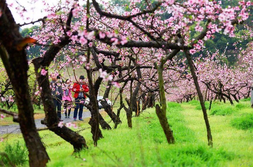 沈阳早市买鱿鱼片被收700元，当地：追回，取消商贩营业资格